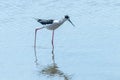 Black Winged Stilt in Water Himantopus himantopusÃÂ Wader Bird Stilt Royalty Free Stock Photo